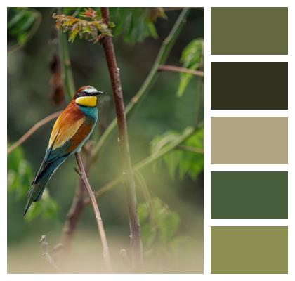 Species Multicoloured Nature Beak Image