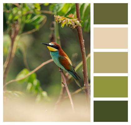 Wildlife Multicoloured European Bee Eater Bird Image