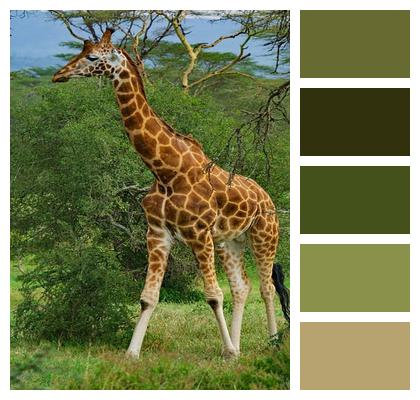 Wildlife Africa Lake Nakuru National Park Giraffe Image