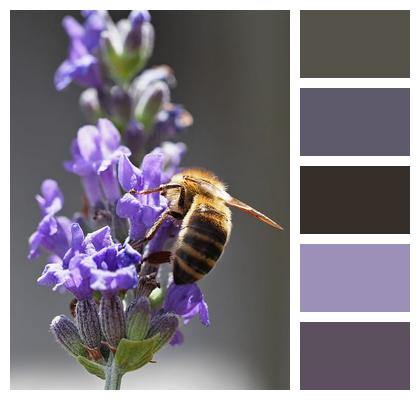 Insect Bee Mobile Wallpaper Macro Image