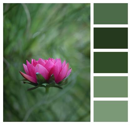 Bloom Flora Pond Plant Aquatic Plant Image