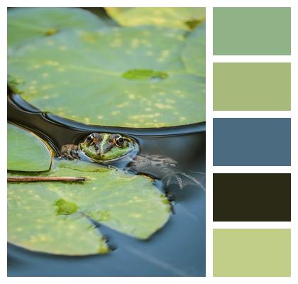 Close Up Water Frog Animal Leaves Image