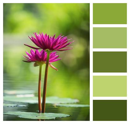 Bloom Lily Pad Flower Background Pond Image