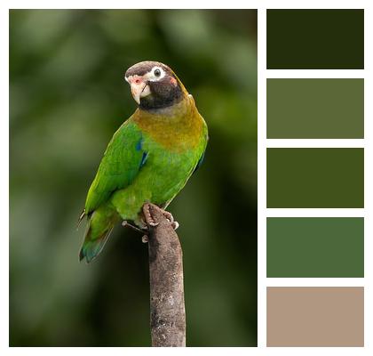 Nature Animal Bird Wildlife Image
