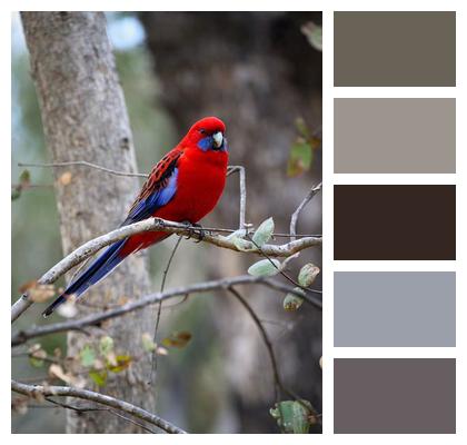 Rosella Feathers Red Bird Perched Image