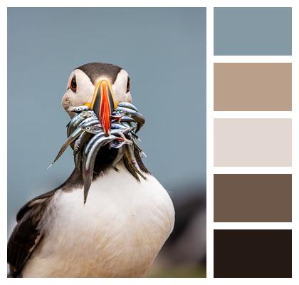 Nature Avian Puffin Bird Image