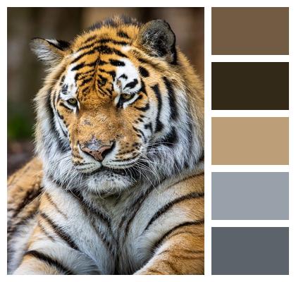 Wildlife Mammal Predator Nature Image