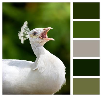 Nature Male Animal Bird Image