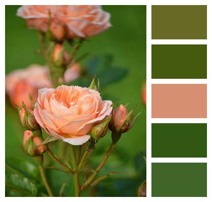 Flower Background Flowers Rose Petals To Flourish Image