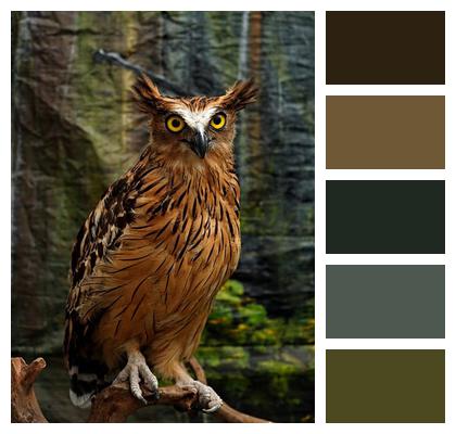Predator Owl Bird Nature Image