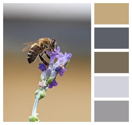 Macro Pollination Fragrance Insect Image