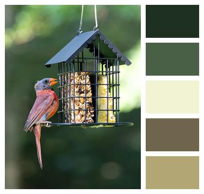 Red Feathers Nature Suet Image