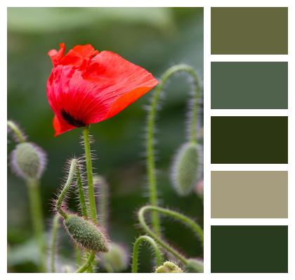 Sunshine Green Spring Poppies Image