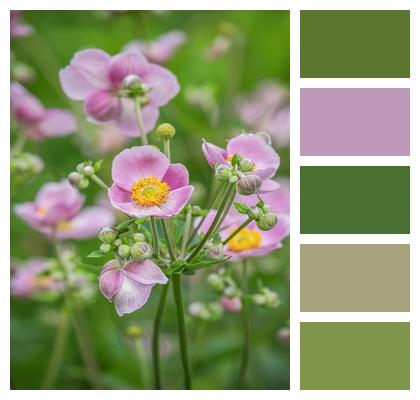 Anemone Nature Garden Bloom Image