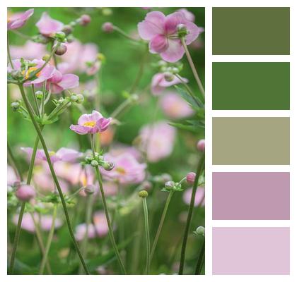 Nature Blossom Anemone Flower Image