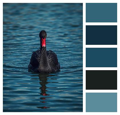 Nature Swimming Tranquil Blue Sky Image