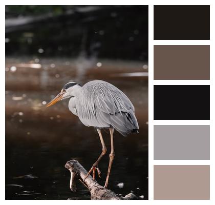 Elegant Bird Beautiful Wallpaper Desktop Background Grey Heron Image