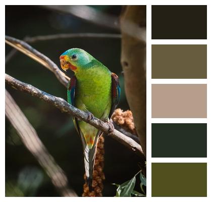 Lock Screen Wallpaper Colorful Bird Nature 4K Image