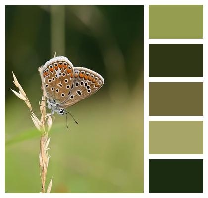 Bluish Grass Insect Butterflies Image