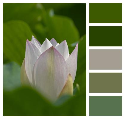Flower Blossom Plant Pond Image