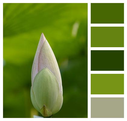 Petals Plant Flora Pond Image