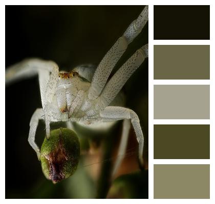 Invertebrate Camouflage Wildlife Insect Image