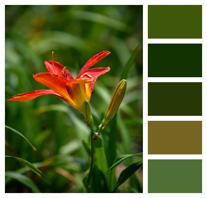 Red Flower Wallpaper Beautiful Flowers Hemerocallis Image