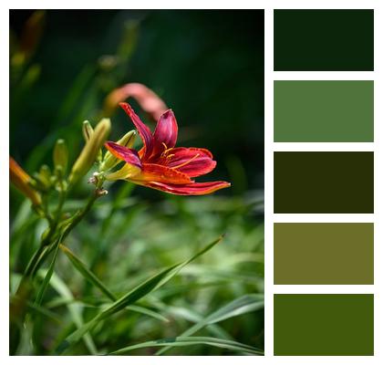 Beautiful Flowers Petal Plant Flower Background Image