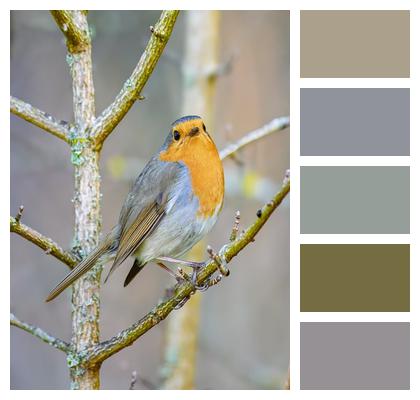 Garden Bird Background Plumage Jaw Image