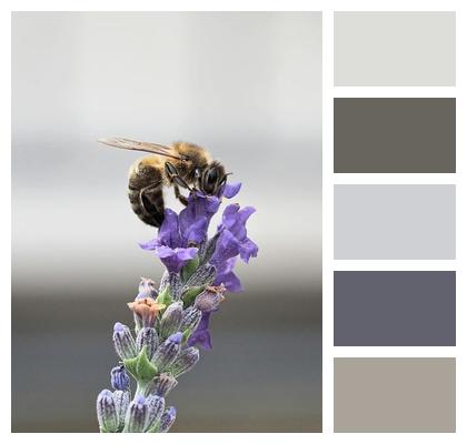 Bee Macro Pollination Insect Image