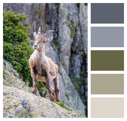 Ibex Nature Fauna Animal Image