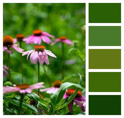 Flowers Natural Petal Echinacea Image