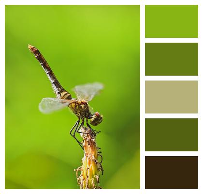 Dragonfly Predator Nature Pose Image