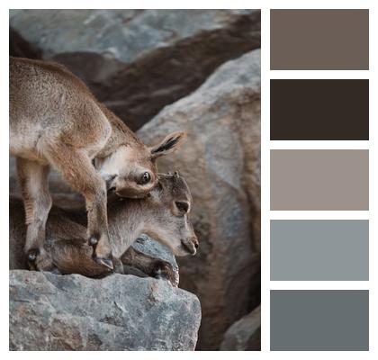 Niche Ungulates Playful Animals Desktop Background Background Image