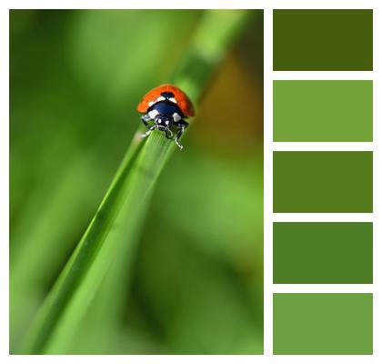 Ladybug Nature Shell Beetles Image