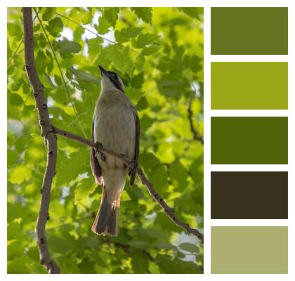 Nature Birdwatching Bird Branch Image