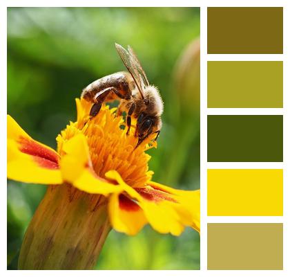 Flower Background Close Up Bee Pollination Image