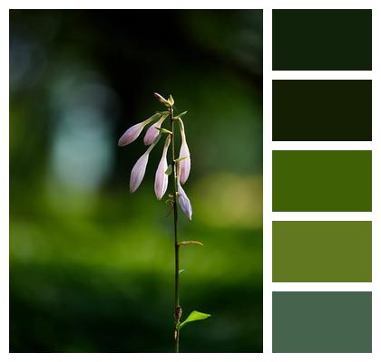 Garden Bud Stem Hosta Flower Image