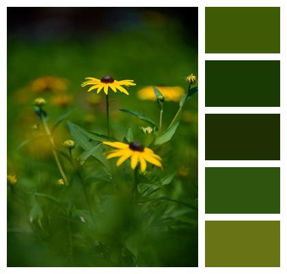 Chrysanthemum Rudbeckia Bud Outdoor Image