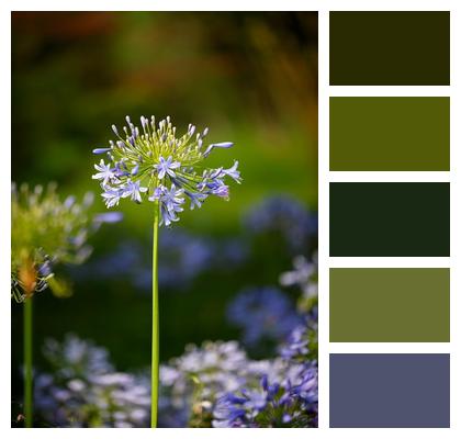 Flowers Plant Outdoor Natural Image