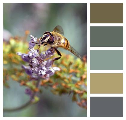 Wings Honey Bee Honeydew Pollen Image