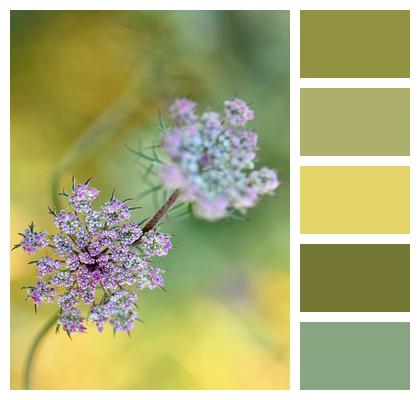 Nature Purple Wild Flower Green Image