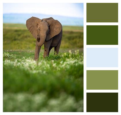 Elephant Wildlife Man Trunk Image