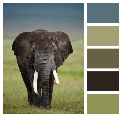 Africa Mammal Trunk Wilderness Image