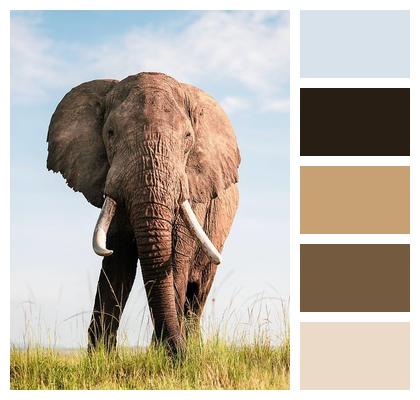 Man India Elephant Mammal Image