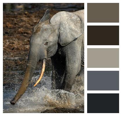Wildlife Africa Trunk Elephant Image