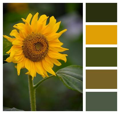 Sunflower Outdoor Stem Plant Image