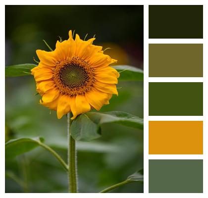 Flowers Plant Outdoor Natural Image