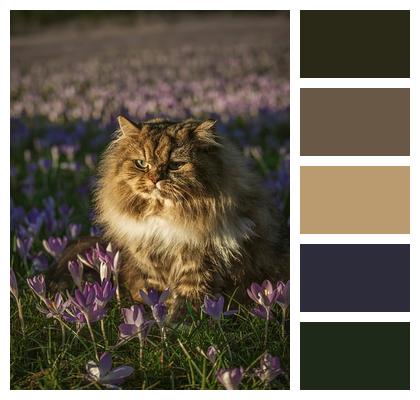 Spring Bloom American Forest Cat Attentive Image