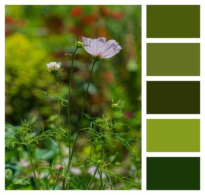 Plant Petals Flora Bloom Image